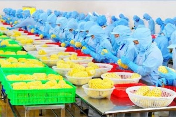Khám phá quy trình sản xuất trái cây đông lạnh đạt chuẩn